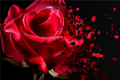 The picture shows a broken rose