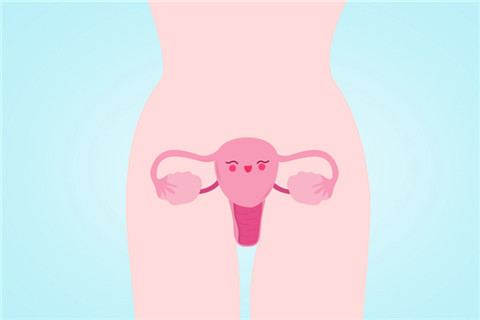 The picture shows a cartoon picture of vagina and uterus