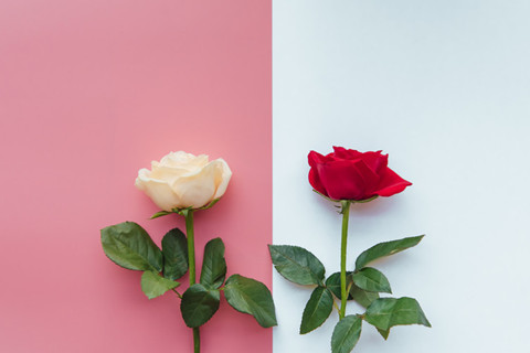 The picture shows a red and white rose