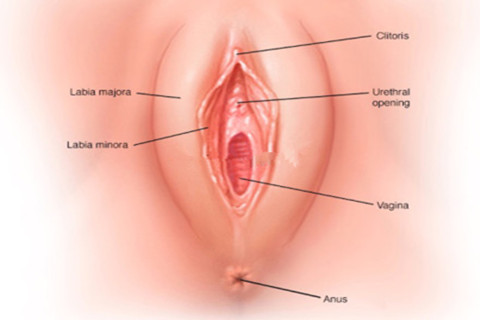 The picture shows the structure drawing of labia minora