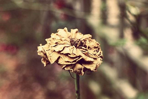 The picture shows a withered flower